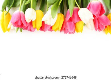 Tulips On White Background