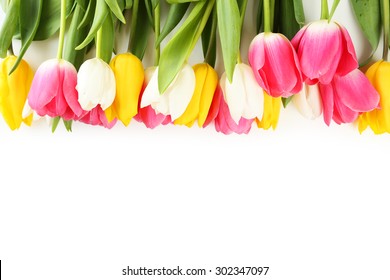 Tulips On White Background