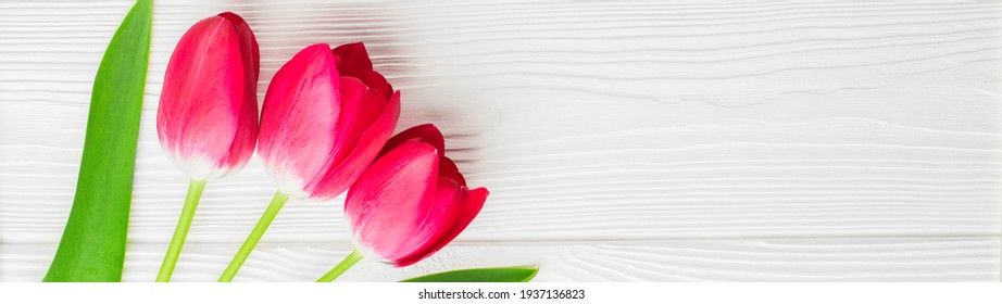 Tulpen auf weißem Holzhintergrund, Banner mit Kopienraum.