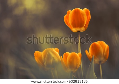 Similar – Goldmohn