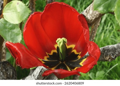 tulips, orange tulips, yellow tulips, blooming flowers, spring flowers, garden tulips, tulip close-up, vibrant petals, colorful flowers, nature background, flower head, floral texture, natural beauty,