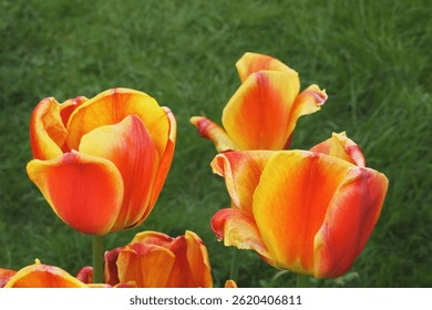 tulips, orange tulips, yellow tulips, blooming flowers, spring flowers, garden tulips, tulip close-up, vibrant petals, colorful flowers, nature background, flower head, floral texture, natural beauty,