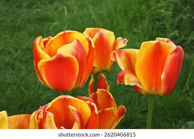 tulips, orange tulips, yellow tulips, blooming flowers, spring flowers, garden tulips, tulip close-up, vibrant petals, colorful flowers, nature background, flower head, floral texture, natural beauty,