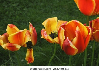 tulips, orange tulips, yellow tulips, blooming flowers, spring flowers, garden tulips, tulip close-up, vibrant petals, colorful flowers, nature background, flower head, floral texture, natural beauty,