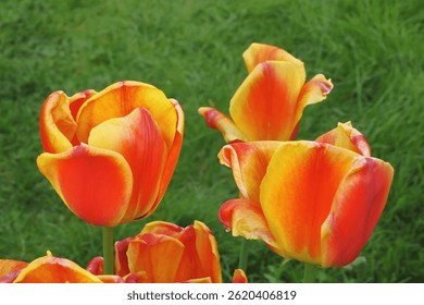 tulips, orange tulips, yellow tulips, blooming flowers, spring flowers, garden tulips, tulip close-up, vibrant petals, colorful flowers, nature background, flower head, floral texture, natural beauty,