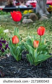 Tulips And Other Annuals Co.ming Up In The Spring In Dark Mulch Flower Beds