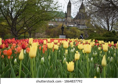 Tulips In The Ottawa Valley - Canada