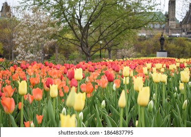 Tulips In The Ottawa Valley - Canada