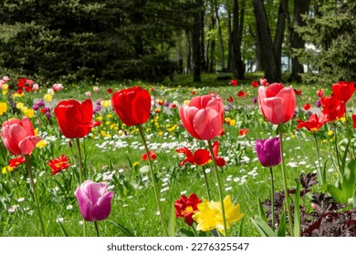 Tulips in the park. Spring flowers bloom. Garden flower lawn. Beautiful tulip flowerbed and trees on the background. Springtime vivid floral botany photography. - Shutterstock ID 2276325547