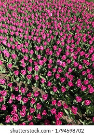 Tulips In Pella Iowa Tulip Days 