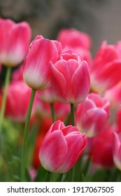 Tulips pink. A pair of pink tulips in a gentle embrace.  A spring blurring background with bright tulips vertically . Macro. Tulipa. Liliaceae Family.  Copy space