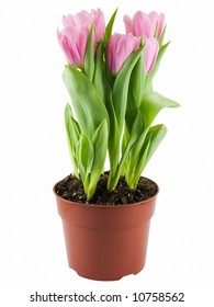 31,751 Tulip pot Images, Stock Photos & Vectors | Shutterstock