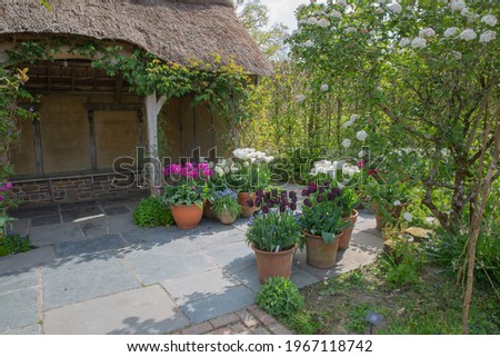 Tulips in pots adding colour around the patio of the thatched roof building