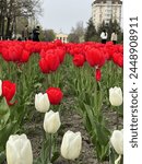 Tulips, red, kyrgyz national university, white, bishkek city