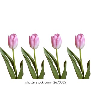 tulips in a row, isolated on white, deep depth of field - Shutterstock ID 2673885