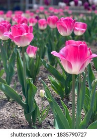 Tulips At Saint Louis University In Spring 2020