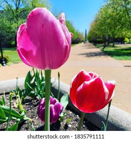 Tulips At Saint Louis University In Spring 2020