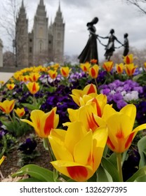 Tulips At The Salt Lake City Temple
