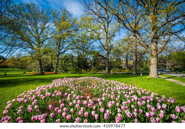 Tulips Sherwood Gardens Park Baltimore Maryland Stock Photo Edit