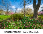 Tulips at Sherwood Gardens Park in Guilford, Baltimore, Maryland.