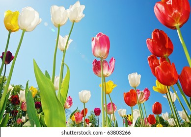 Tulips shot from below against blue sky. Wide angle lens used. - Powered by Shutterstock