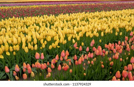 Tulips In Skagit County, WA