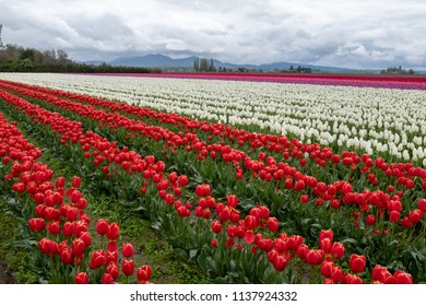 Tulips In Skagit County, WA