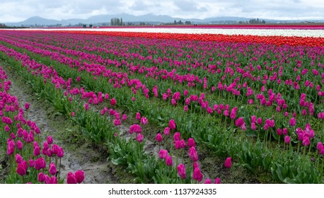 Tulips In Skagit County, WA