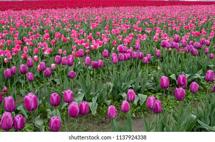 Tulips In Skagit County, WA