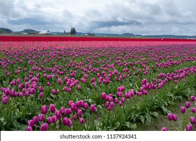 Tulips In Skagit County, WA