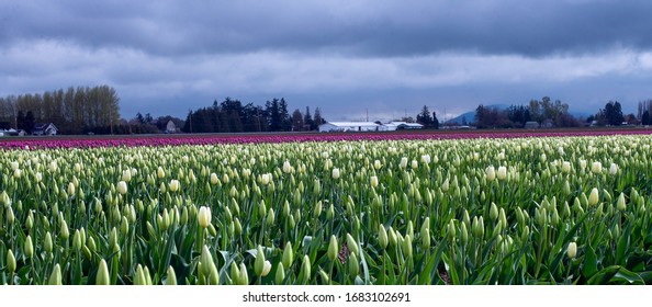 Tulips In Skagit County, Washington