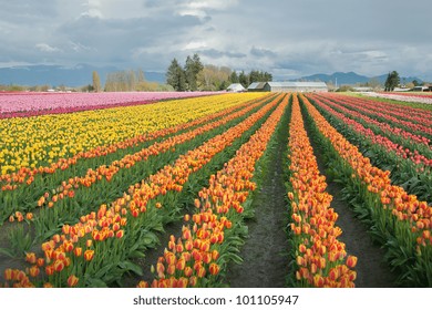 Tulips Of Skagit Valley