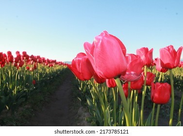 Tulips At Skagit Valley Tulip Farm