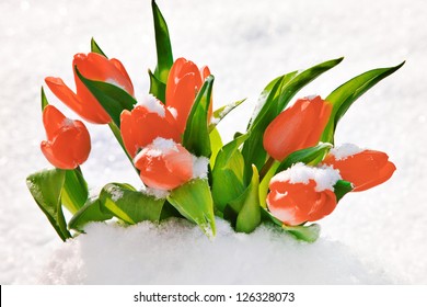 Tulips in the snow