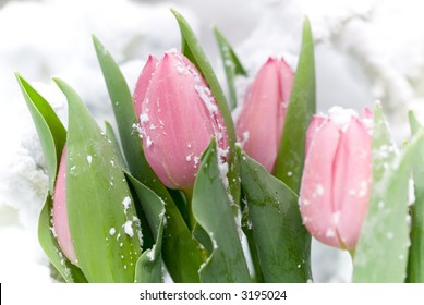 Tulips in the snow
