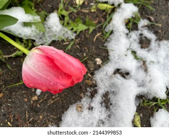 tulips in snow blooming flowers covered with snow spring, weather anomalies