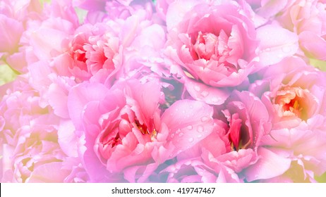 Tulips soft light background