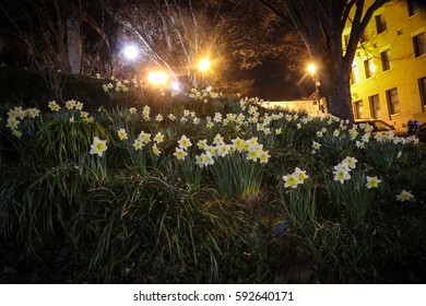Tulips in Spring