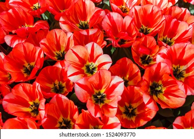 tulips in spring field, macro Stock Photo