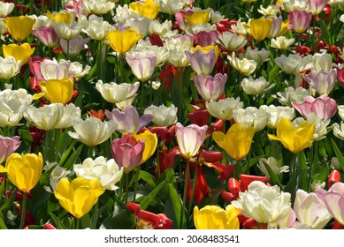 Tulpen - Frühlingsblumen in Pastellfarben. Tulpen Hintergrund.