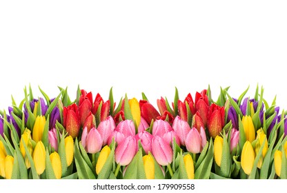 843,408 Tulip with green background Images, Stock Photos & Vectors ...