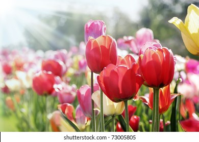tulips in spring sun