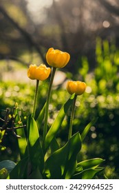 Tulips in the spring time
