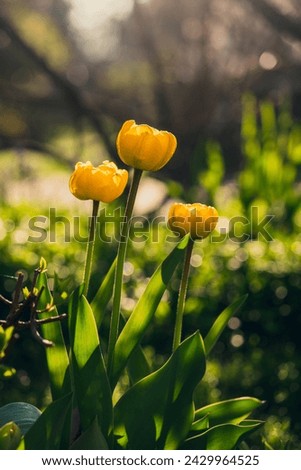 Tulips in the spring time