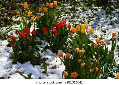 tulips in the spring under the snow