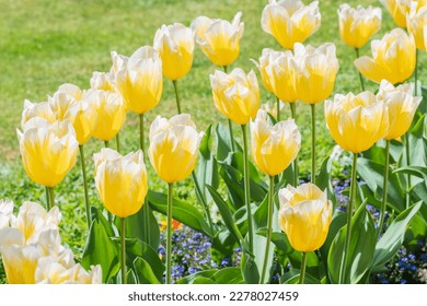 Tulips Sweetheart bulbs under the sun light