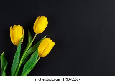 Tulips. Three yellow tulips on a black background. copy space. top view. horizontal