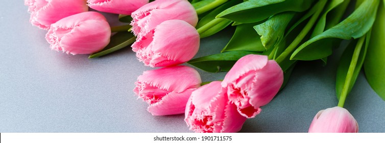 Tulips. Timelapse Of Bright Pink Striped Colorful Tulips Flower Blooming On White Background. Time Lapse Tulip Bunch Of Spring Flowers Opening, Close-up. Holiday Bouquet.