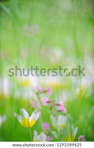 Similar – Image, Stock Photo tropical flow Flower Plant