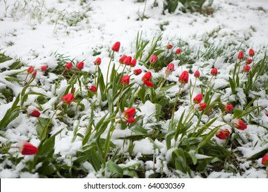 Tulips under the snow